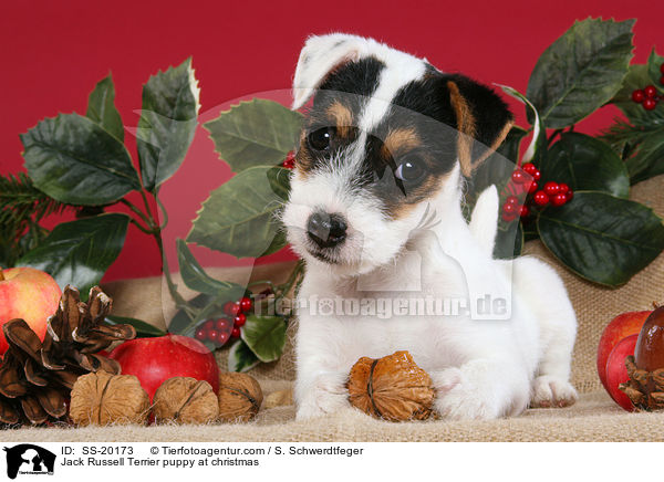 Parson Russell Terrier weihnachtlich / Parson Russell Terrier at christmas / SS-20173