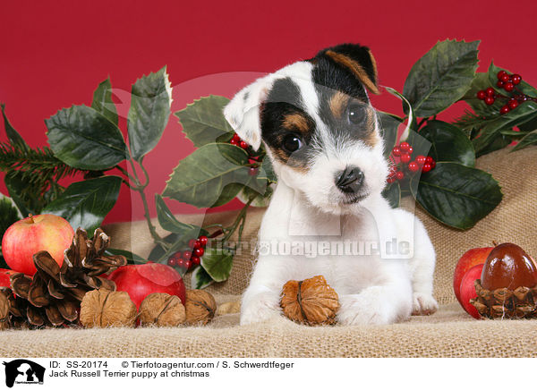 Parson Russell Terrier weihnachtlich / Parson Russell Terrier at christmas / SS-20174