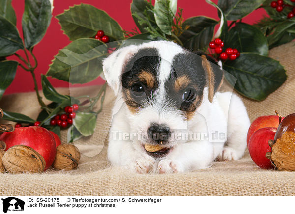 Parson Russell Terrier weihnachtlich / Parson Russell Terrier at christmas / SS-20175