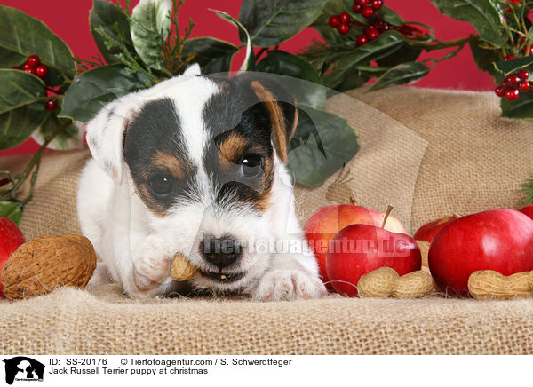 Parson Russell Terrier weihnachtlich / Parson Russell Terrier at christmas / SS-20176