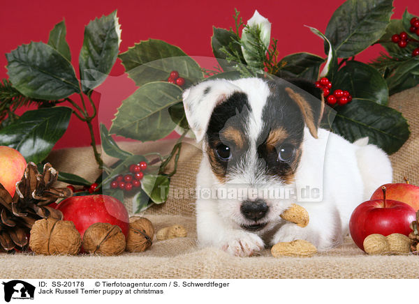 Parson Russell Terrier weihnachtlich / Parson Russell Terrier at christmas / SS-20178