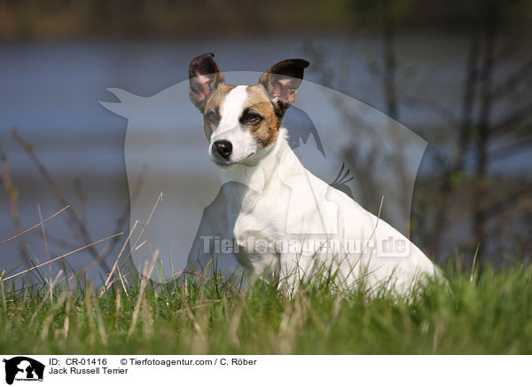 Jack Russell Terrier / Jack Russell Terrier / CR-01416