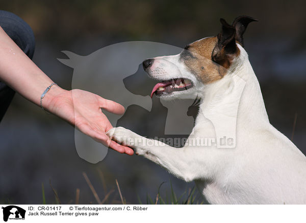 Jack Russell Terrier gibt Pftchen / Jack Russell Terrier gives paw / CR-01417