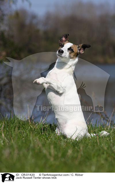 Jack Russell Terrier shows trick / CR-01420