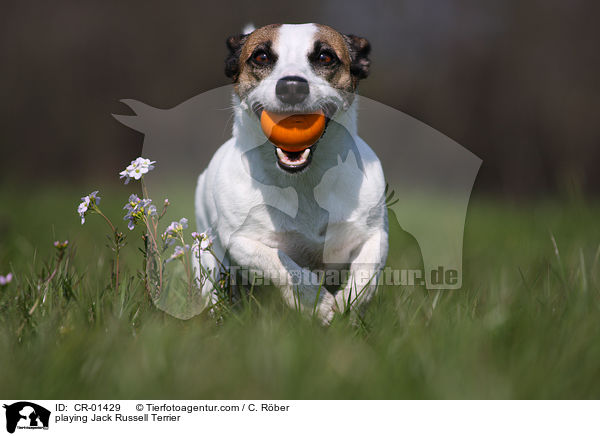 spielender Jack Russell Terrier / playing Jack Russell Terrier / CR-01429