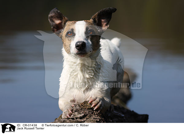 Jack Russell Terrier / Jack Russell Terrier / CR-01438