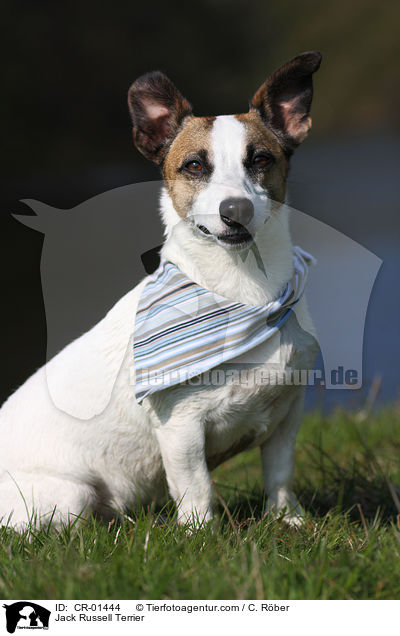 Jack Russell Terrier / Jack Russell Terrier / CR-01444