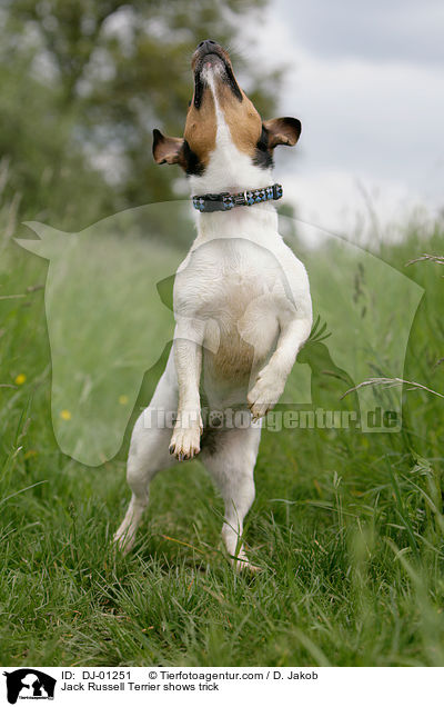 Jack Russell Terrier shows trick / DJ-01251