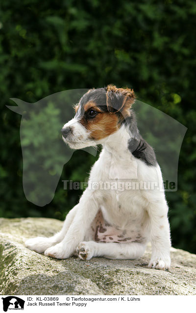 Jack Russell Terrier Welpe / Jack Russell Terrier Puppy / KL-03869
