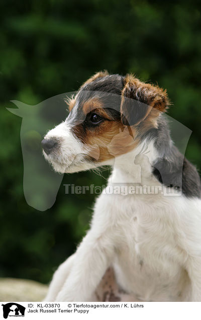 Jack Russell Terrier Welpe / Jack Russell Terrier Puppy / KL-03870