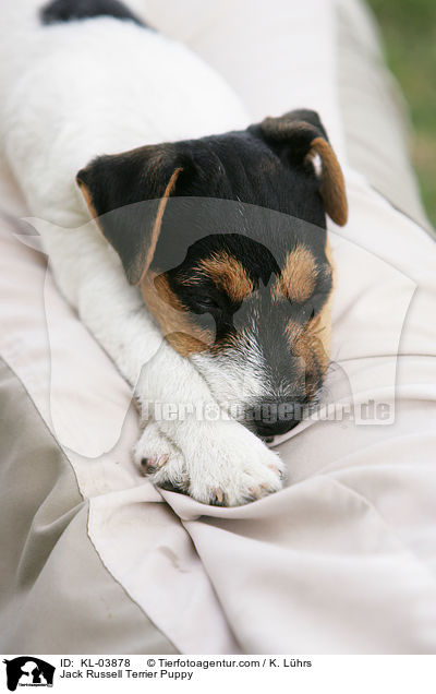 Jack Russell Terrier Welpe / Jack Russell Terrier Puppy / KL-03878