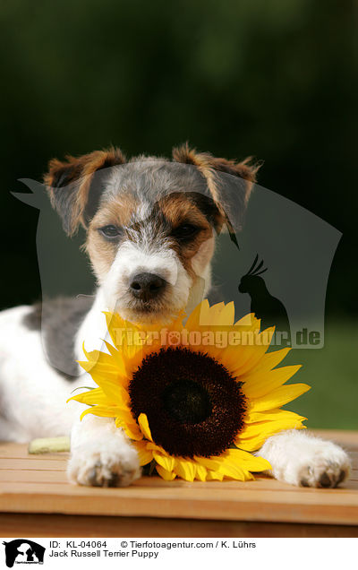 Jack Russell Terrier Puppy / KL-04064
