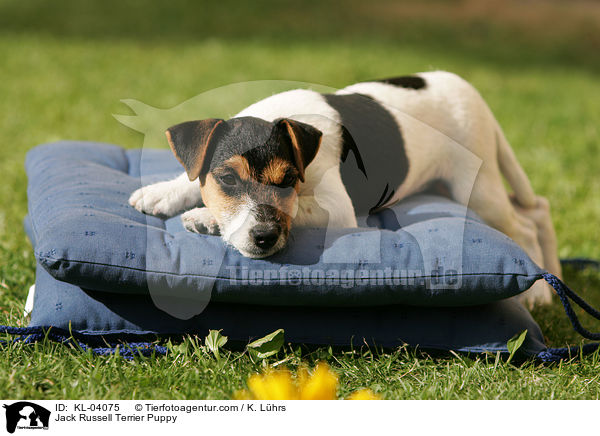 Jack Russell Terrier Puppy / KL-04075