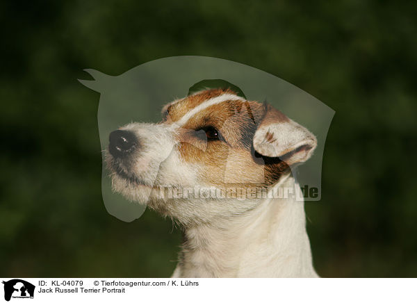 Jack Russell Terrier Portrait / KL-04079