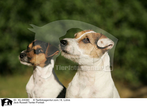 Jack Russell Terrier Portrait / KL-04080