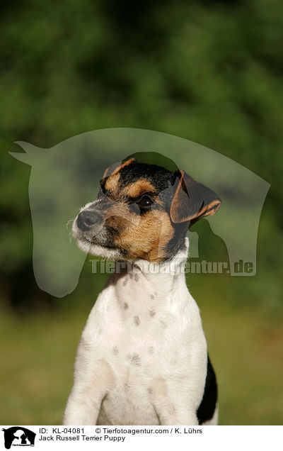Jack Russell Terrier Puppy / KL-04081
