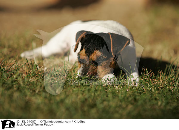 Jack Russell Terrier Puppy / KL-04087