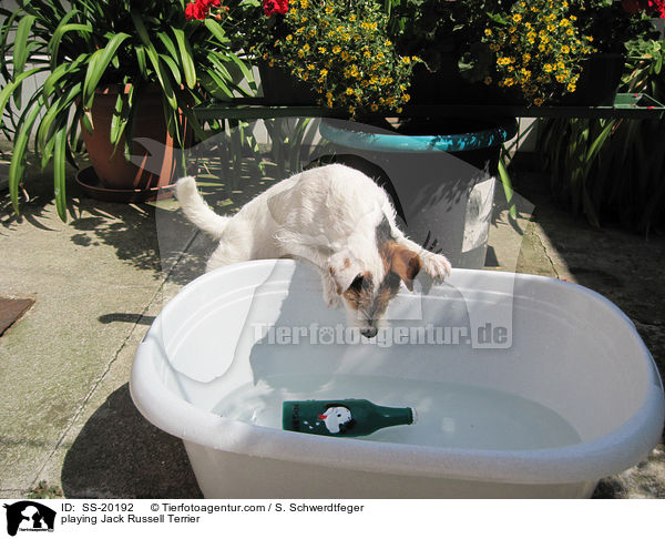 spielender Parson Russell Terrier / playing Parson Russell Terrier / SS-20192