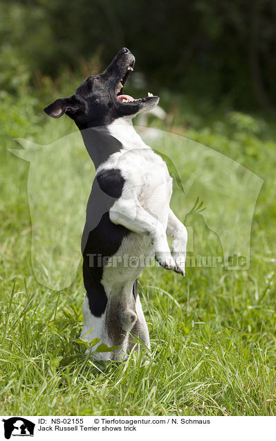 Jack Russell Terrier shows trick / NS-02155