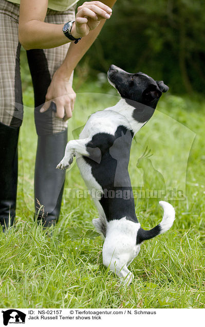 Jack Russell Terrier shows trick / NS-02157