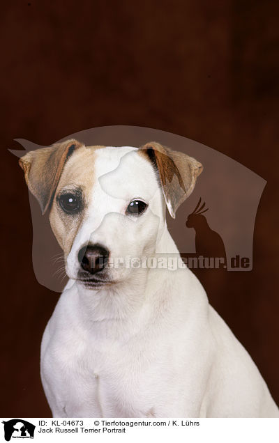 Jack Russell Terrier Portrait / Jack Russell Terrier Portrait / KL-04673