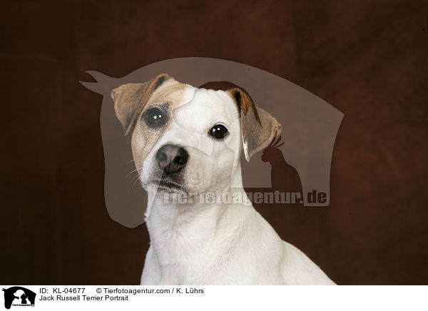 Jack Russell Terrier Portrait / Jack Russell Terrier Portrait / KL-04677