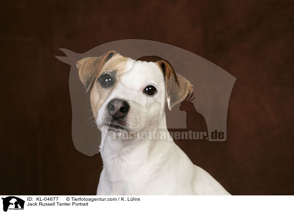 Jack Russell Terrier Portrait / KL-04677