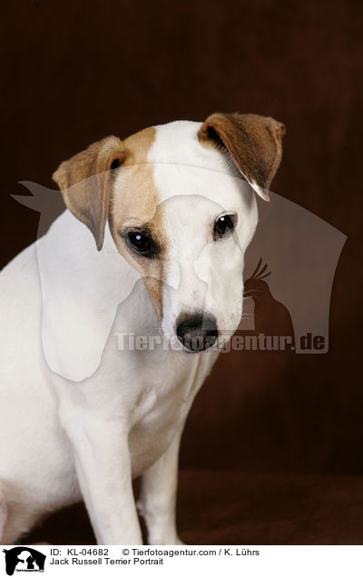 Jack Russell Terrier Portrait / Jack Russell Terrier Portrait / KL-04682