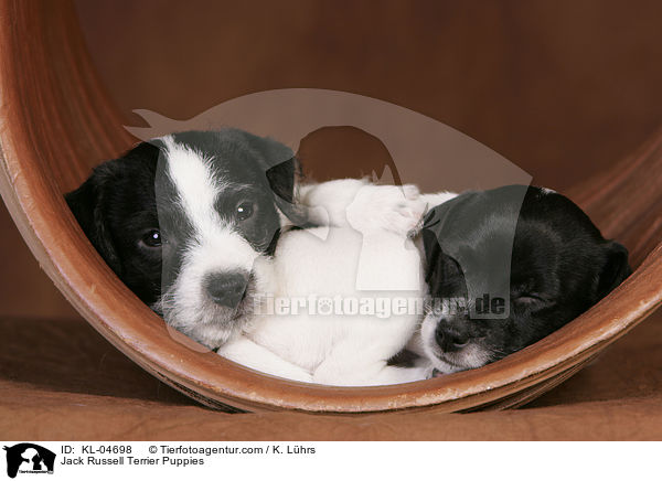Jack Russell Terrier Welpen / Jack Russell Terrier Puppies / KL-04698