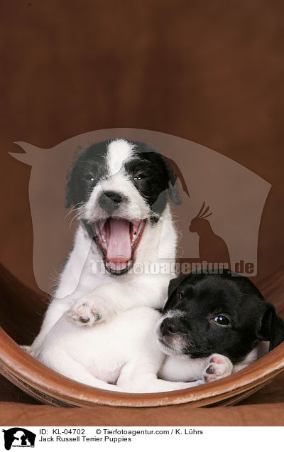 Jack Russell Terrier Welpen / Jack Russell Terrier Puppies / KL-04702