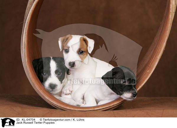 Jack Russell Terrier Welpen / Jack Russell Terrier Puppies / KL-04704