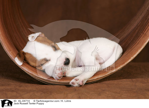 Jack Russell Terrier Puppy / KL-04714