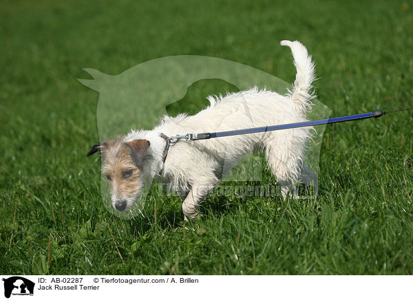 Jack Russell Terrier / AB-02287