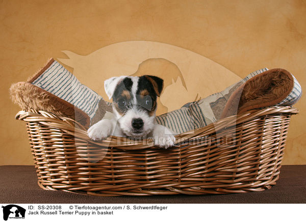 Jack Russell Terrier Puppy in basket / SS-20308