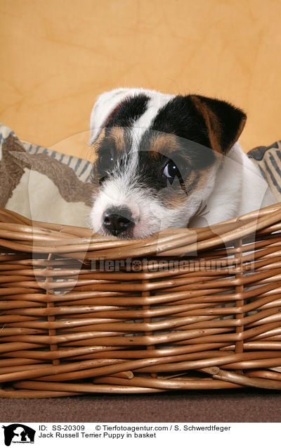 Jack Russell Terrier Puppy in basket / SS-20309