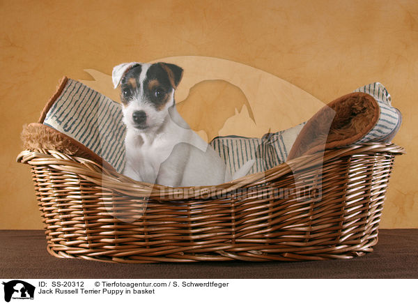 Parson Russell Terrier Welpe / Parson Russell Terrier Puppy / SS-20312