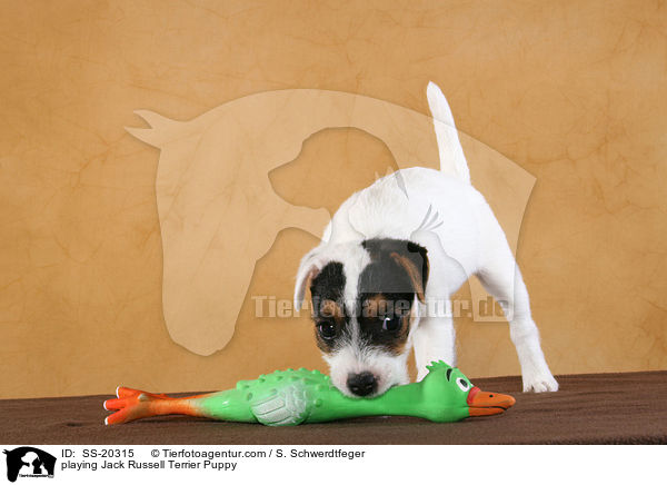 Parson Russell Terrier Welpe / Parson Russell Terrier Puppy / SS-20315