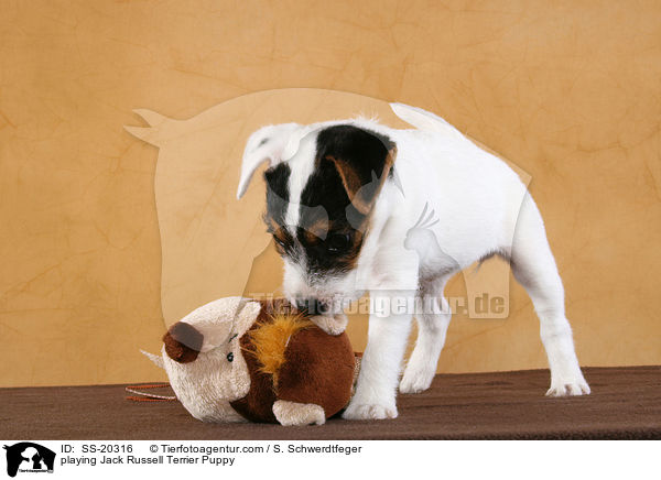 playing Jack Russell Terrier Puppy / SS-20316