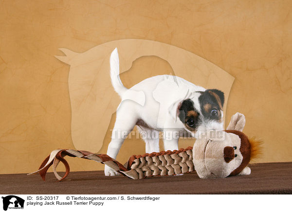 Parson Russell Terrier Welpe / Parson Russell Terrier Puppy / SS-20317