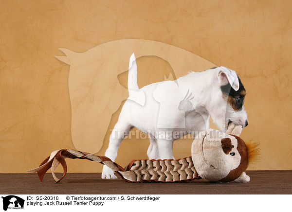 playing Jack Russell Terrier Puppy / SS-20318