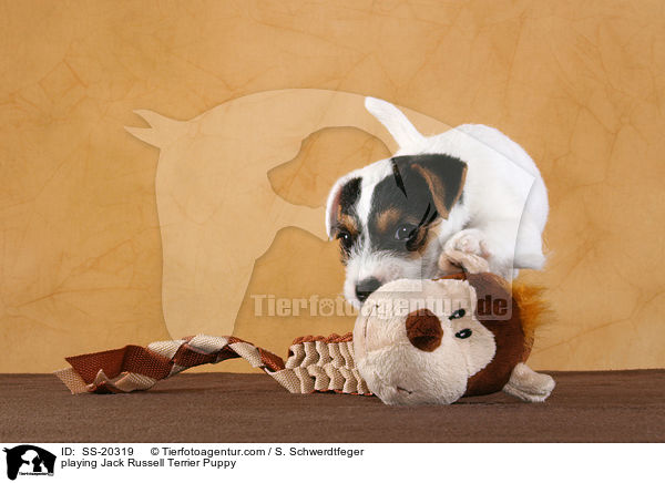 playing Jack Russell Terrier Puppy / SS-20319
