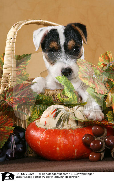 Parson Russell Terrier Welpe / Parson Russell Terrier Puppy / SS-20325