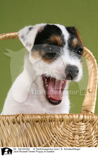 Parson Russell Terrier Welpe / Parson Russell Terrier Puppy / SS-20328