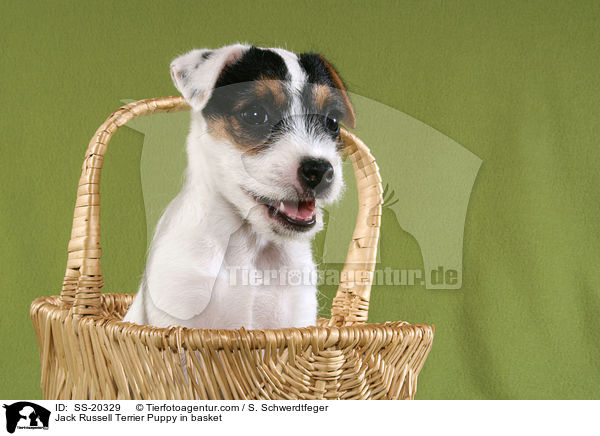 Parson Russell Terrier Welpe / Parson Russell Terrier Puppy / SS-20329