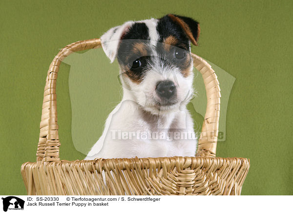 Parson Russell Terrier Welpe / Parson Russell Terrier Puppy / SS-20330