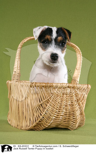 Parson Russell Terrier Welpe / Parson Russell Terrier Puppy / SS-20331
