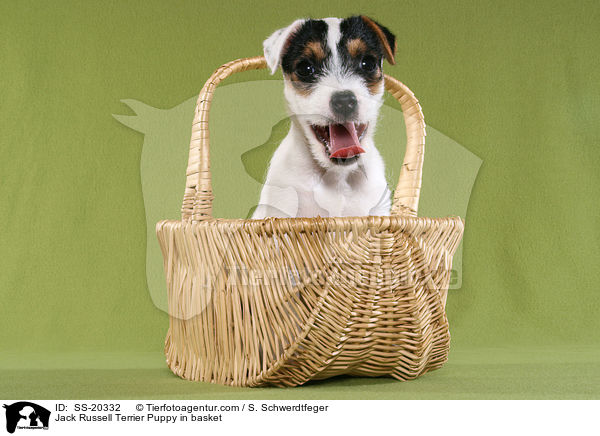 Parson Russell Terrier Welpe / Parson Russell Terrier Puppy / SS-20332