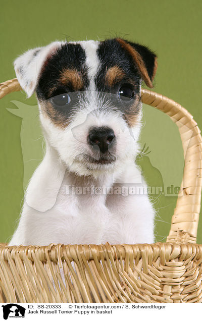 Parson Russell Terrier Welpe / Parson Russell Terrier Puppy / SS-20333