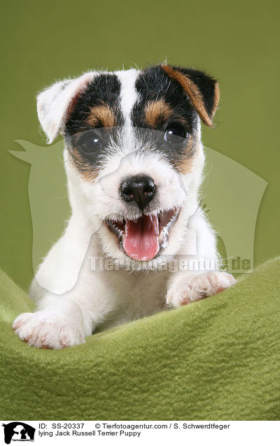 Parson Russell Terrier Welpe / Parson Russell Terrier Puppy / SS-20337