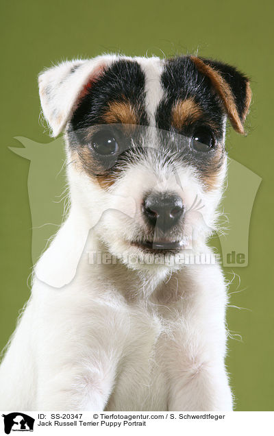 Parson Russell Terrier Welpe / Parson Russell Terrier Puppy / SS-20347